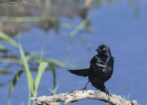 Male Brewers Blackbird Shaking Off After A Bath Mia McPherson S On