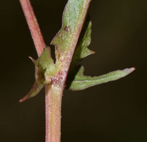 Crepis capillaris L Wallr Kleinköpfiger Pippau NGID2 Flickr