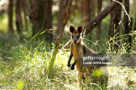 Mcdowall Queensland Photos and Premium High Res Pictures - Getty Images