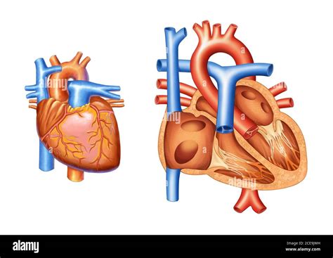 Anatomische Struktur Des Herzens Fotos Und Bildmaterial In Hoher