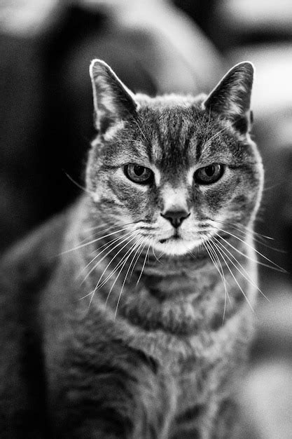 Foto vertical em tons de cinza de um gato doméstico fofo sentado no