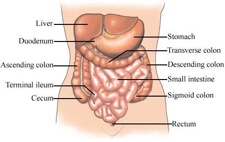 Bluebonnet Natural Healing Therapy.com: Colon Anatomy, Healthy Colon ...