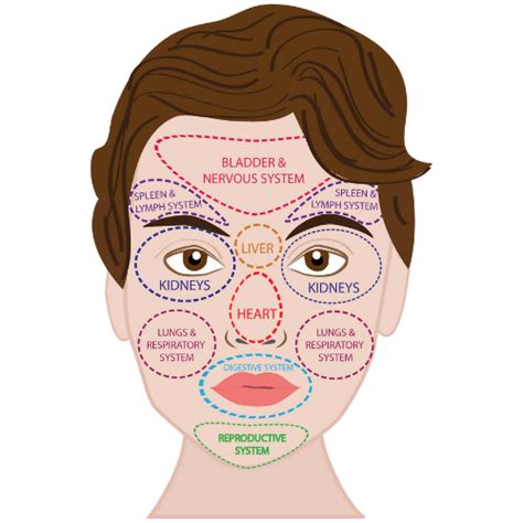 Facial Diagnosis Chart Denny Waxman Macrobiotic Counselor