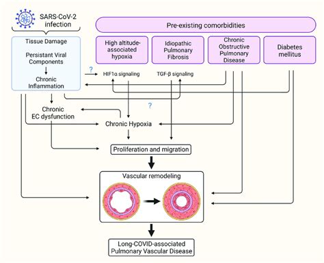 Comorbidities That May Synergize With COVID 19 To Predispose Risks To