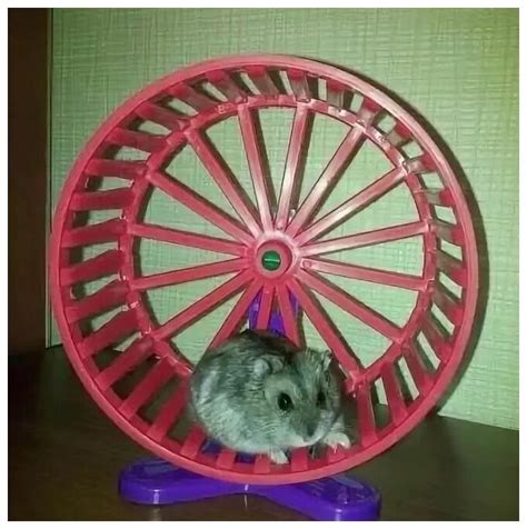 Колесо для хомяка: виды и как выбрать (фото)