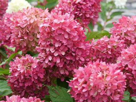 Zinfin Doll® Panicle Hydrangea Hydrangea Paniculata Proven Winners