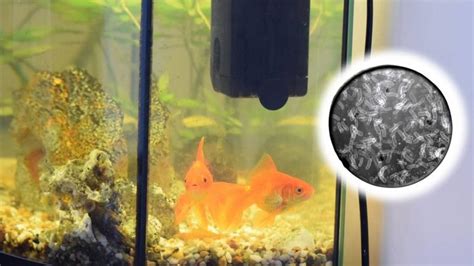 How To Get Rid Of Bacterial Bloom In An Aquarium Our Aquariums