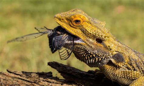 Where Do Bearded Dragons Live In The Wild A Z Animals