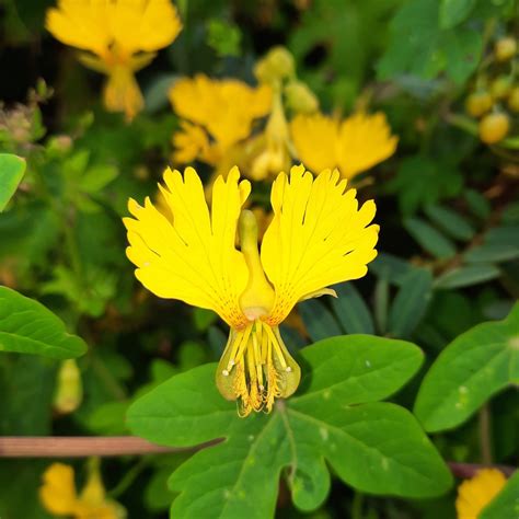 Nasturtium Peregrinum Climbing Canary Creeper | Flowers