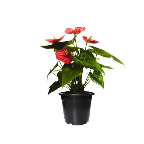Flamingo Flower Plant (Red Shade) - Shop Now