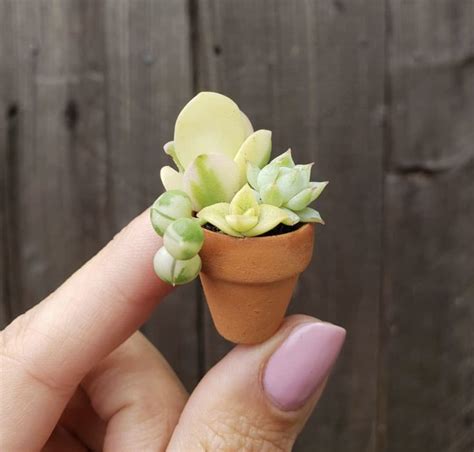 Pin De Regina Goncalves Stahlke Em Succulent