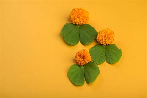 Marigold Flower Background PNG, Vector, PSD, and Clipart With ...