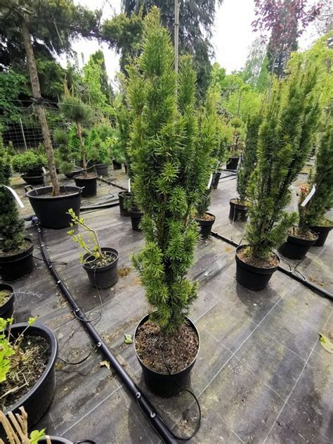 Taxus Baccata Fastigiata Robusta S Uleneibe Kaufen Auf Ricardo