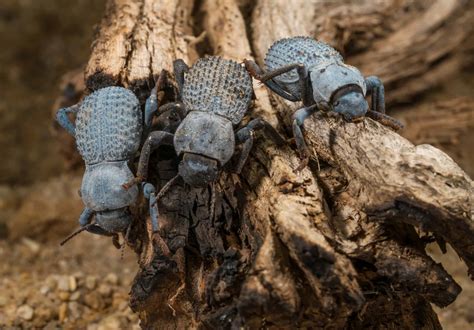 Blue Death Feigning Beetle Pictures - AZ Animals