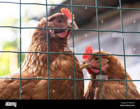 Free Range Chickens Fence Hi Res Stock Photography And Images Alamy