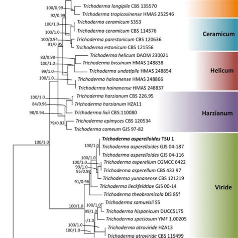 Phylogram Derived From Maximum Likelihood Analysis Of Combined ITS