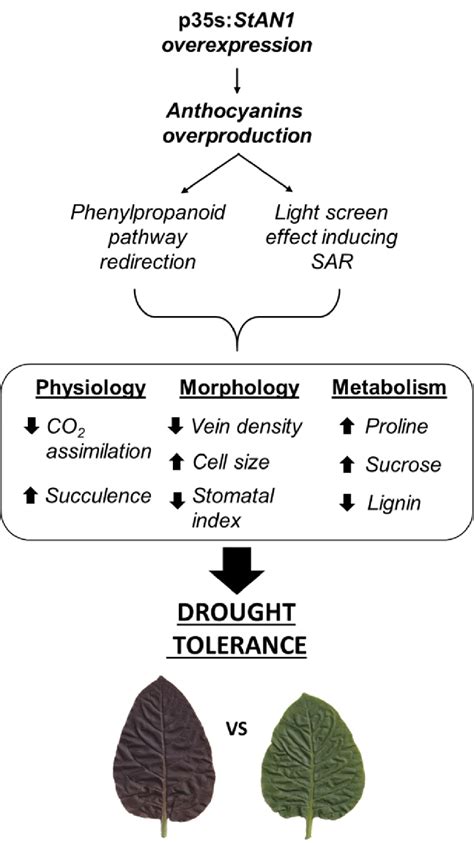 Schematic Representation Of The Possible Consequences Of Anthocyanin