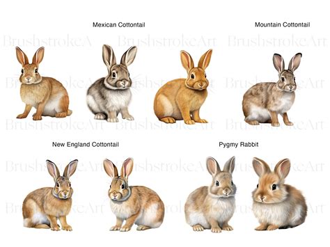 Types of Rabbit Clipart, Cottontail, Rabbit PNG, Hare Clipart, White