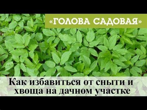 Голова садовая - Как избавиться от сныти и хвоща на дачном участке ...