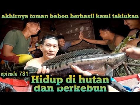 Akhirnya Toman Babon Berhasil Kami Taklukan Hari Ini Warta Petani Muda