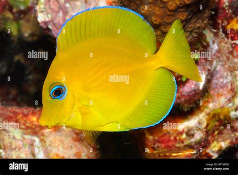 Juvenile Blue tang ( Acanthurus coeruleus Stock Photo - Alamy