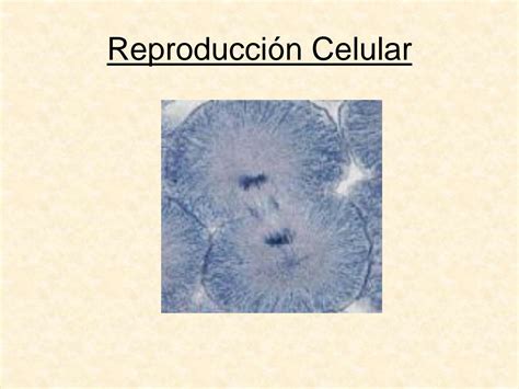 SOLUTION Reproducci N Celular Mitosis Meiosis Studypool