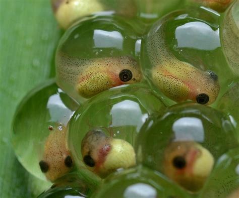 Life Cycle Of The Frogs Mind Map