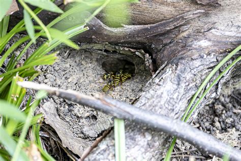 Eastern Yellowjacket From Rockland County NY USA On August 29 2023