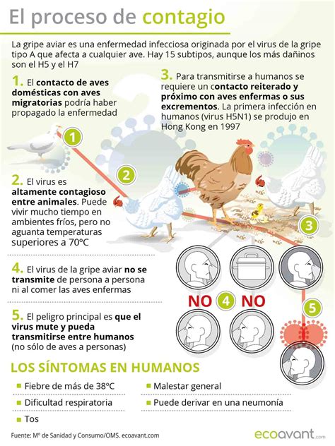 La Gripe Aviar Afecta Y Se Propaga En Las Aves Marinas