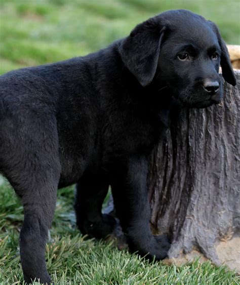 Puppies Available Now English Labrador Retrievers California