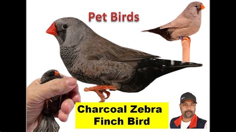 Finch Birds Charcoal Mutations Zebra Finches Episode 03 Bird Breeding