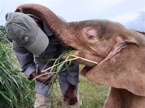 HERD - Baby Albino Elephant Khanyisa's Fundraiser - GlobalGiving