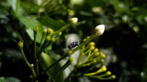 A Guide To The Short Lifespan Of Flies Aptive Environmental