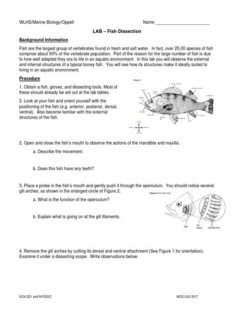 Marine Biology Lab Fish Dissection Worksheets Library