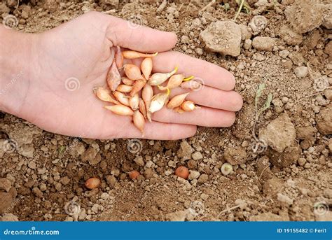 Semente Da Cebola Foto De Stock Imagem De Cebola Planta