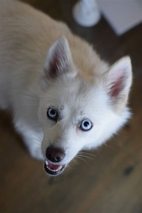 Pomsky dog stock image. Image of natural, furry, husky - 213388535