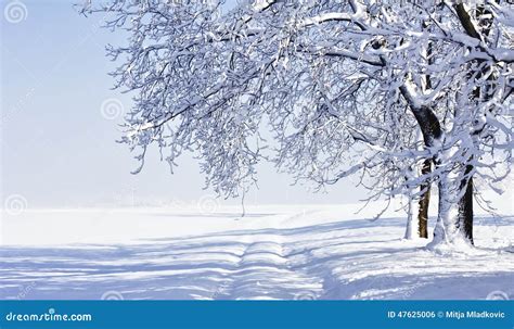 Winter Landscape with Fresh Snow. Stock Photo - Image of sunlight ...