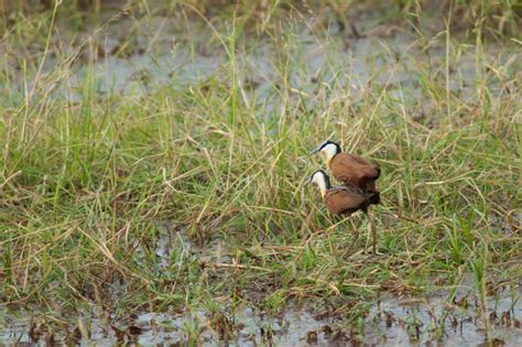 Compilation De Jacanas Africains Dans Un Lagon Image Stock Image Du