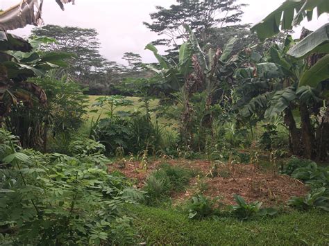 Kauai permaculture and market garden farm seeking full time apprentices