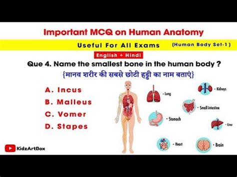 Important Biology MCQ S On Human Anatomy 2024 Important Biology MCQ