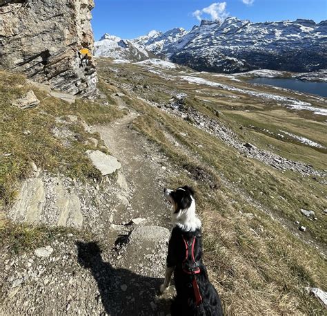 #9 – External motivators: the (dog) bird-cow dynamic! – PhilGs-Blog