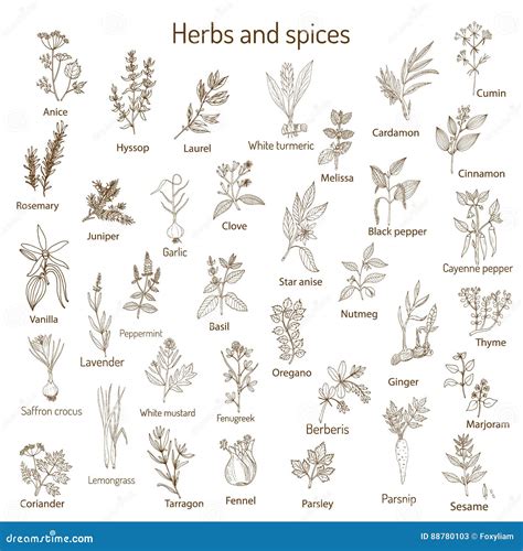 Hand Drawn Set Of Culinary Herbs And Spices Stock Vector Illustration