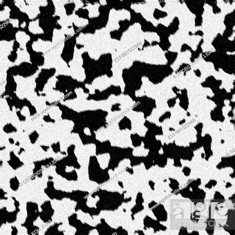 Dalmatian Dog Fur, Stock Photo, Picture And Low Budget Royalty Free Image. Pic. ESY-001522960 ...