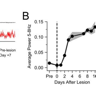 Muscle origin of fasciculations. (A) Power spectra of spontaneous ...