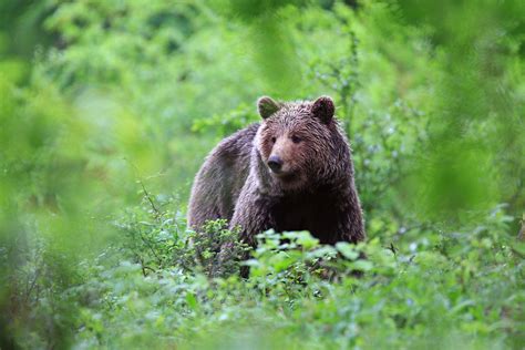 Saf Ri De Urso Pardo Na Eslov Nia Conhe A Essas Criaturas Na Natureza