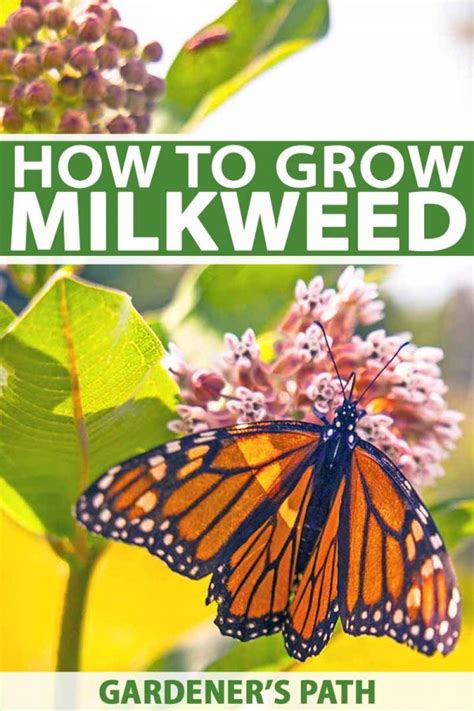 How To Plant And Grow Milkweed Asclepias Gardeners Path