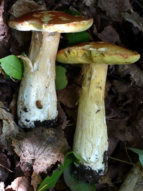 Boletus Chippewaensis Boletus Chippewaensis Picture Mushroom