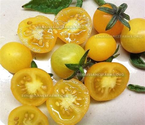 Gold Pearl Micro Dwarf Tomato Renaissance Farms Heirloom Tomato Seeds