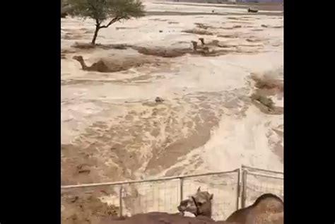 Videos Lluvias Torrenciales Inundan Desierto De Arabia Saudita