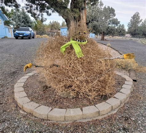 A tumbleweed snowman: Sunday Stills - bend branches